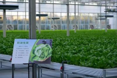 晋中国家农高区:为农业腾飞插上科技的翅膀