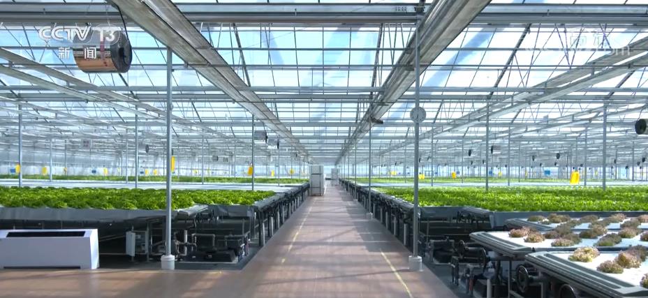 科技赋能 “植物工厂”让蔬菜达到最佳生长状态